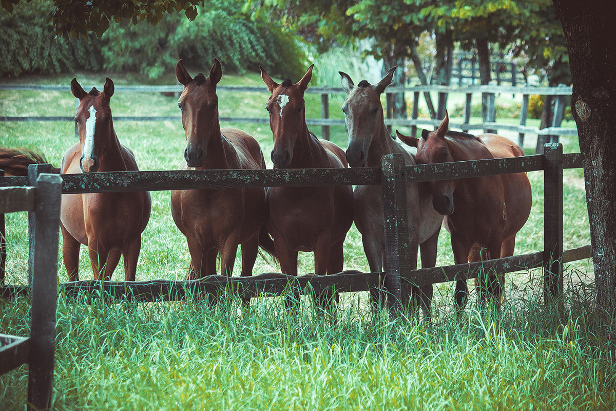 Horses along a fence line