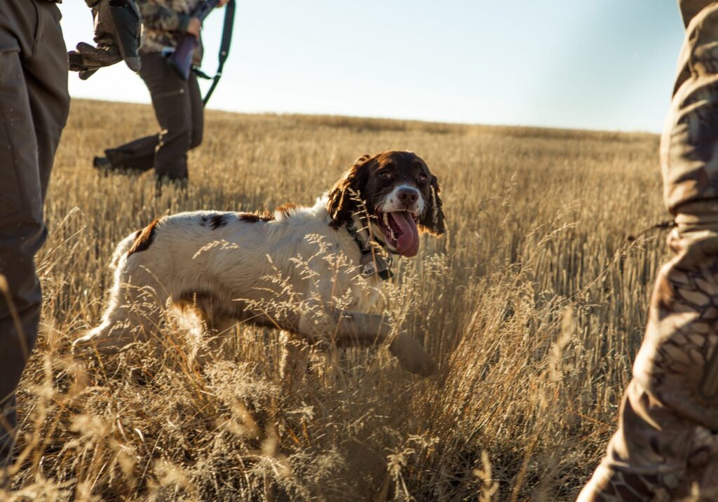 Hunting in Idaho