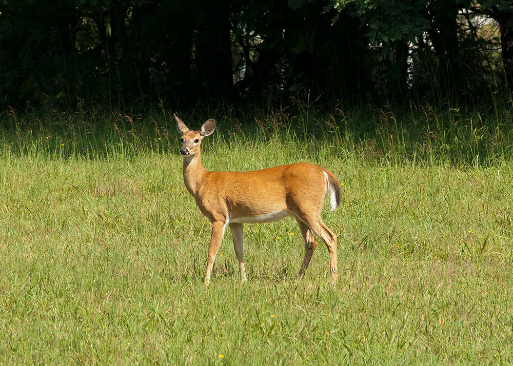 Deer in Idaho's wilderness